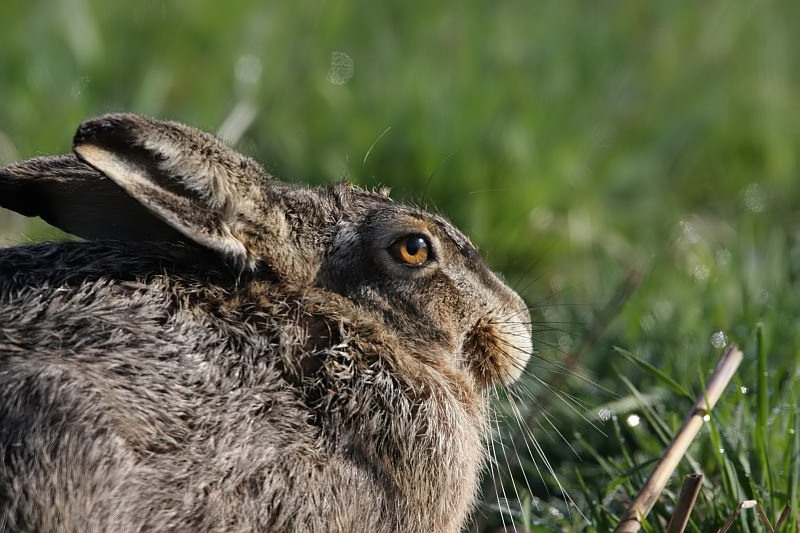 Lepus europaeus Hare Europese Haas